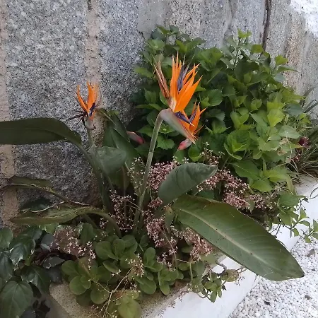 A Chainita * カルダス・デ・レイス