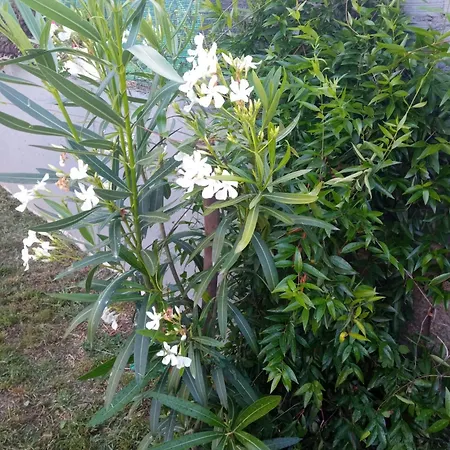 A Chainita カルダス・デ・レイス