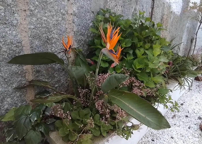 A Chainita * Caldas De Reis